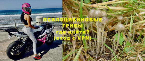 прущие грибы Волосово