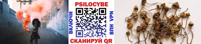 Псилоцибиновые грибы Psilocybe  Петушки 